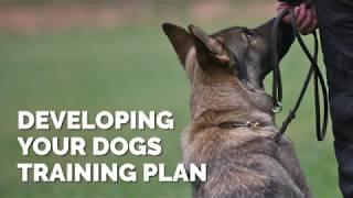 Developing Your Dog's Training Plan