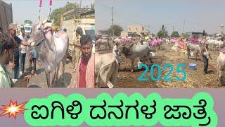 ಐಗಿಳಿ ದನಗಳ ಜಾತ್ರೆ  Oxen Fair Aigali Januvaru Jatre Aigali in Karnataka 2025