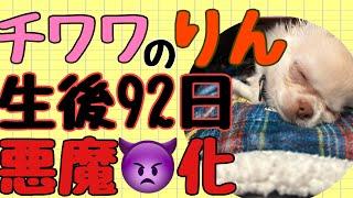 チワワのりん、生後92日成長記録【vlog】