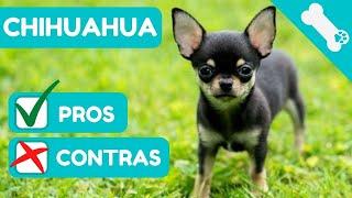  ADVANTAGES and DISADVANTAGES of owning a CHIHUAHUAHUA  PROS  CONS CHIHUAHUAHUA Dogs