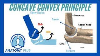 What are Arthrokinematic Movements!?