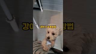 잘못하고 있는 강아지 교육방법 - 배변훈련 편 #강아지 #반려동물 #반려견 #puppy #동물 #말티푸 #배변훈련