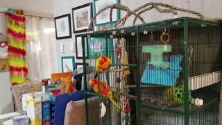 Educational video on Sun conures and Jenday Conures.