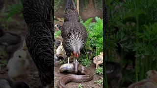 Brave Mother Hen Protects Her Chicks from a King Cobra p4