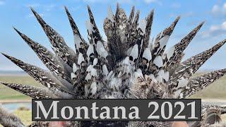 Montana 2021-part 1 Sage Grouse, Sharptails, and Huns