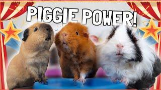 The Secret Power of Guinea Pigs! 