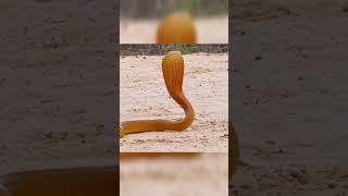yellow African cobra attack