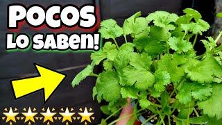 Pon ESTA PLANTA en tu HOGAR y Querrás DARME las GRACIAS! Usos y Beneficios del Cilantro | Cuidados