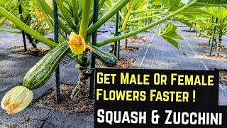 How To Get Male or Female Flowers Faster on Squash & Zucchini Plants ! #greentgarden #gardening