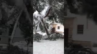 Arbol cayendo en Guadalajara