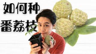 【小亨园艺】如何种番荔枝/释迦果 cherimoya？番荔枝育苗方法，吃剩下的种子不要扔掉哦！发芽率高达85%以上！Grow cherimoya from the seed