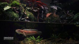 Two years Snakehead Fish Underwater Cave Paludarium