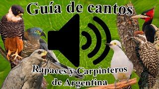 Guía cantos de aves Argentinas (Carpinteros y Rapaces diurnas)/01