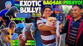 SULIT ANG MALAYONG BYAHE! JACKPOT SA EXOTIC BULLY SA GROTTO PET MARKET!