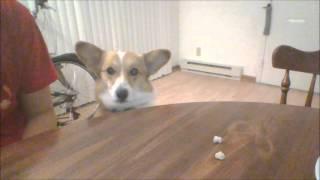 Corgi trying to eat snacks