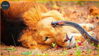 This Lion Was Doomed! Deadliest Snake Attacks On Earth Caught On Camera | Animal Fighting