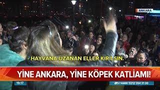 Yine Ankara yine köpek katliamı!  - Atv Haber 13 Nisan 2019