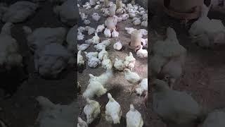 Day30. poultry farm 500 chicks