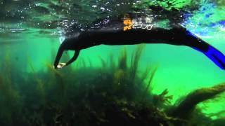 A trip with Basking Shark Scotland in 40s!