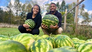 We Weren’t Expecting This Many Melons! *fall harvest and clean up* | Building a Homestead on Faith