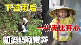 妈妈明天要带着一桁回县城，帮我把菜园里种满了莴笋，妈妈无论走到哪里都有操不完的心