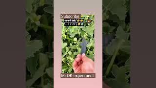 #experimenter #trending mr DK experiment