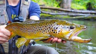 Brown Trout Fishing Michigan | Huge Trout in a TINY Creek