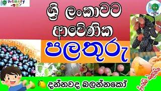 ශ්‍රී ලංකාවට ආවේණික පලතුරු(sri lankawata awenika palathuru) #primary අපි#බලලා දැනුවත් වෙන්න