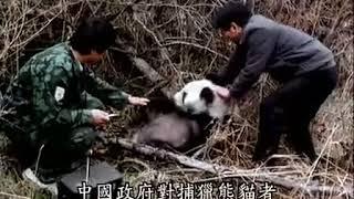 Chinese panda 熊猫纪录片 【捡到野生大熊猫之后】感动TAT超清版