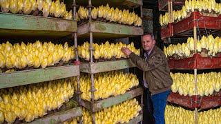 How to Cultivate Millions of Golden Vegetable Buds in Dark Room - Belgian Endive Farming and Harvest