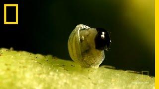 Butterfly: A Life | National Geographic