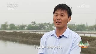 《共富经》 20240918 大个螃蟹好赚钱|农业致富经 Agriculture And Farming