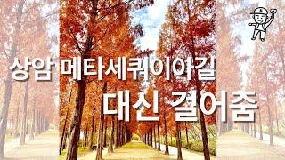 [4K] 서울에서 가장 예쁜 길, 상암 메타세쿼이아길 대신 걸어줌