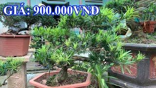 Tùng la hán bonsai | Tùng la hán để bàn | Giá: 900.000VNĐ | Tùng la hán bonsai mini