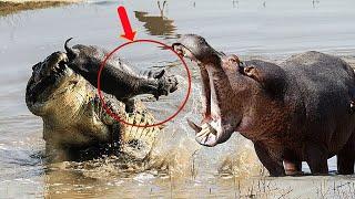 Wonderful moments of hunting in the world of beasts, wonderful showdowns between crocodiles, lion