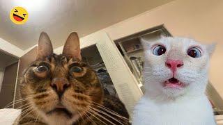 Funny Dogs And Cats Videos 2024  - Best Funniest Animal Videos Of The week #07