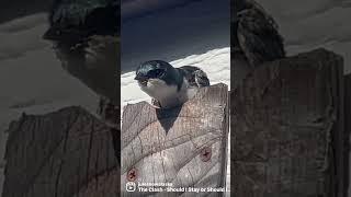 Swallow chick takes a look at the big wide world