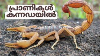 Kannada:Insects names in Kannada