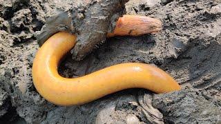 Eel Fishing | Boys Catching Eels From Deep mud Pond