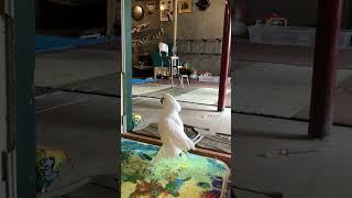 Benjamin the Best Bird in Action