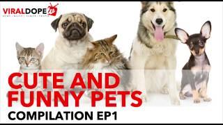 Top funny and cute pets episode 1 - 2017