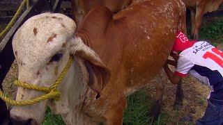 Non Violent Training and Nutrition for Cattle - TvAgro by Juan Gonzalo Angel