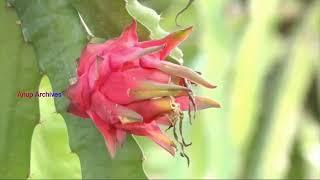 Dragon Fruit Cultivation Drone View | Dragon Fruit Farming Visuals | Anup Archives | No Copyright