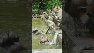 #monkey #shorts