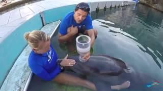 Meet a Dolphin Researcher - Dr. Andreas Fahlman at Dolphin Quest Bermuda