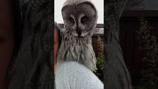 Owl lookout Nigel (Great Grey Owl) #shorts #owl #love #birds #summer #nature #great #cute