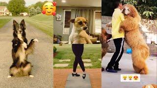 funny dog dancing compilation  healthy pet systems