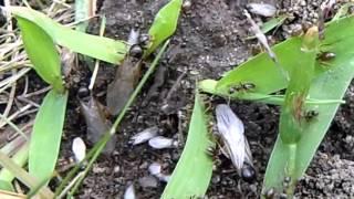 Queen and drone ants emerge for nuptial flight.