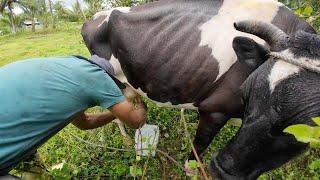 Milking The Family Cow