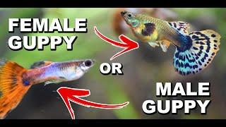 HOW TO TELL IF YOUR GUPPY FISH MALE OR FEMALE